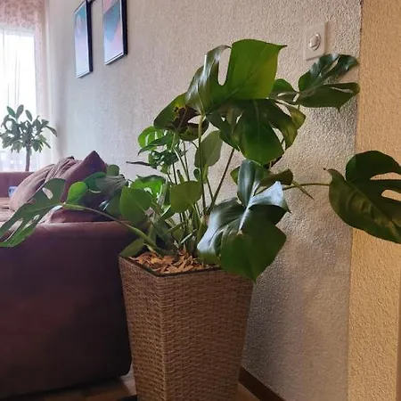Pansiyon Cocooning House
